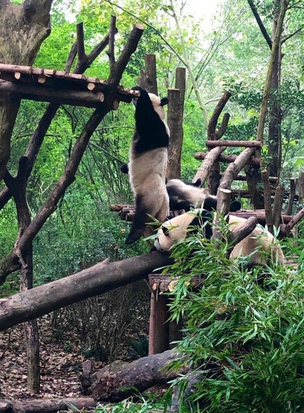 Chengdu Itinerary: 3 Days of Sweet Pandas & Spicy Buddhas