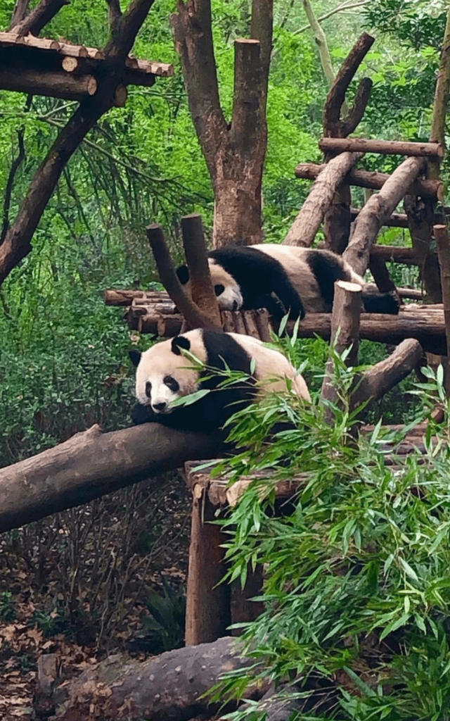 Panda chengdu itinerary