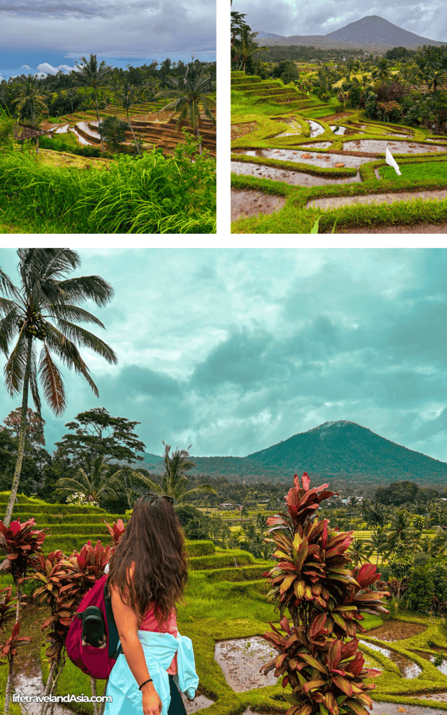 Plan a trip to Bali on a budget - Jatiluwih rice terraces