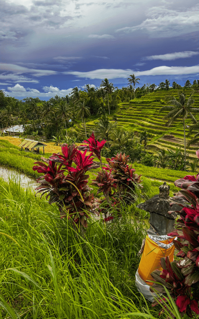 Jatiluwih Rice Terraces