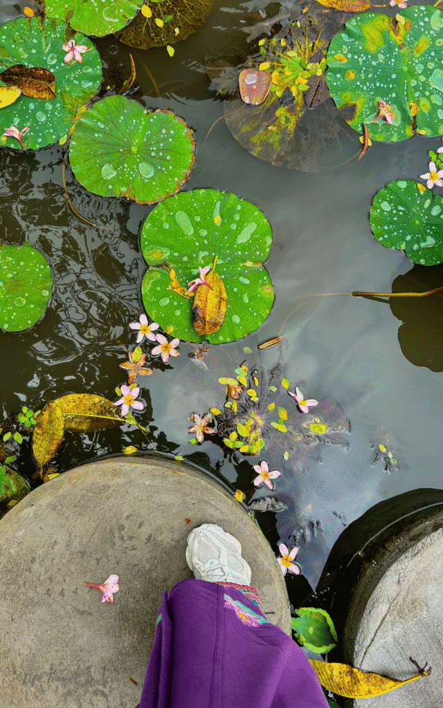 Lotus pond Saraswati temple Ubud