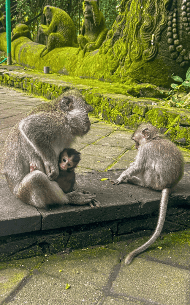 Monkey forest in Ubud