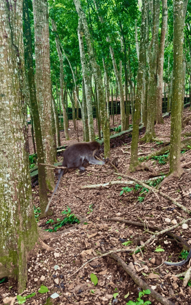 Monkey forest in ubud