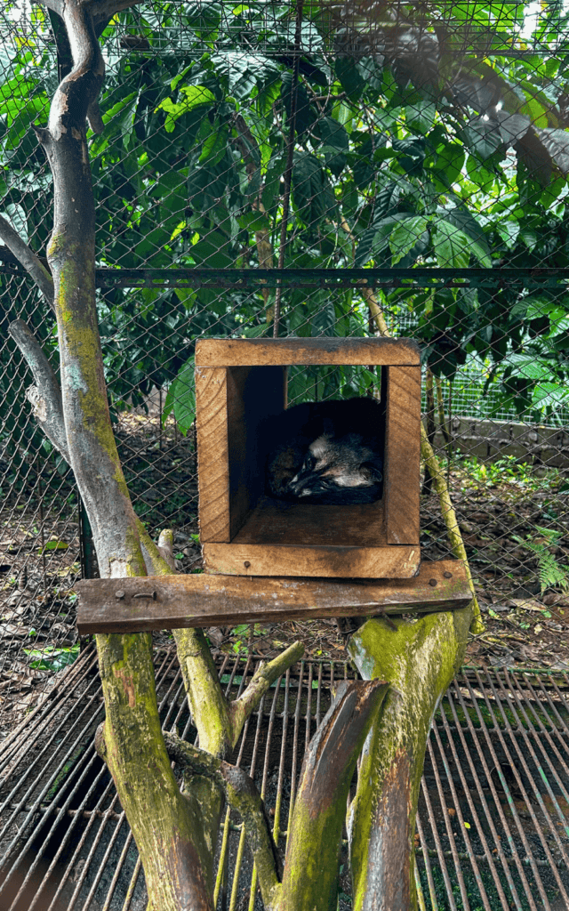 The cutest Luwak taking a nap at a coffee plantation