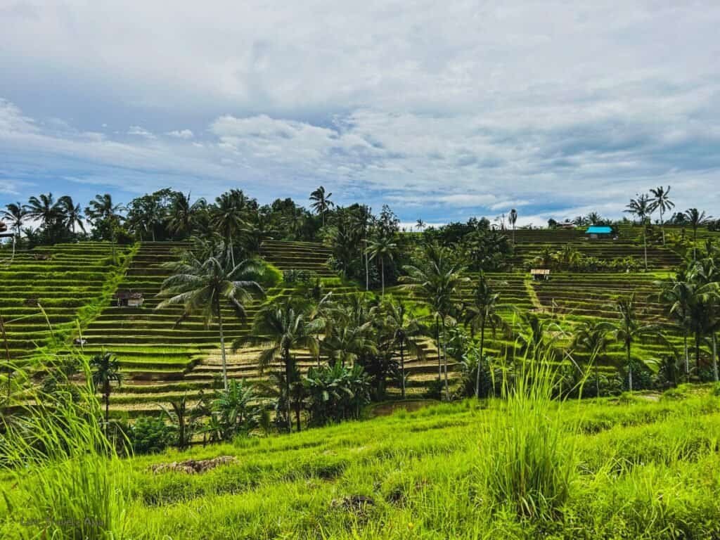 Jatiluwih Rice Terraces Bali