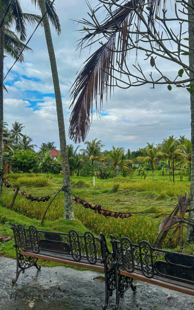 Kajeng Rice Fields