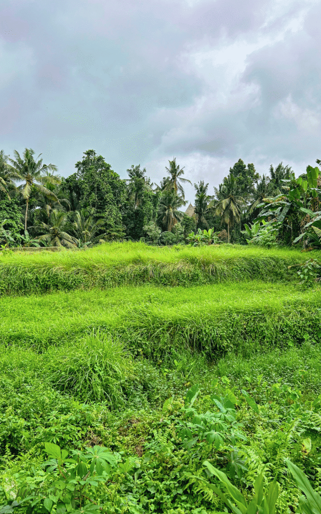 Palm view on Sari Organic Walk