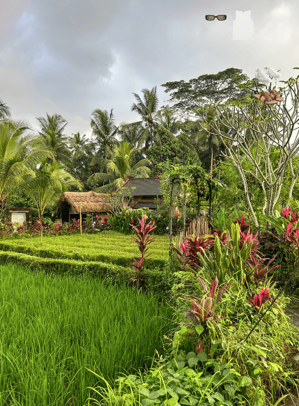Ubud Rice Field Walks: My Guide to the 5 Prettiest Trails & When to Visit