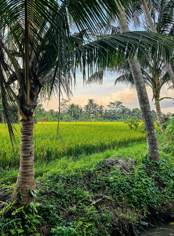 Ubud Rice Field Walks: My Guide to the 5 Prettiest Trails & When to Visit