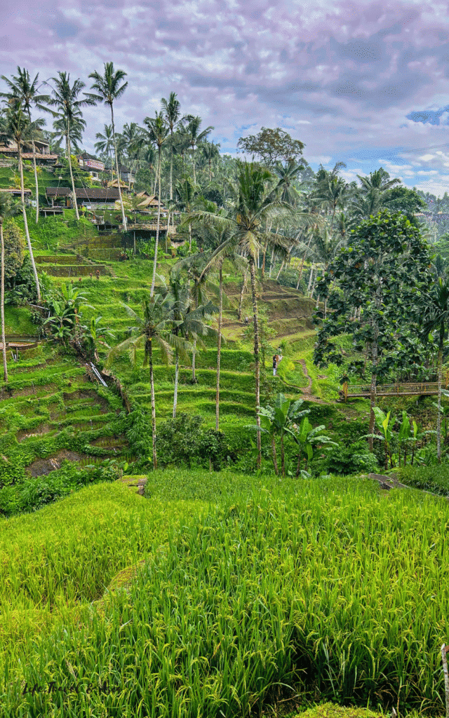 Tegallalang rice terrace is the perfect stop before heading to Gunung Kawi Sebatu