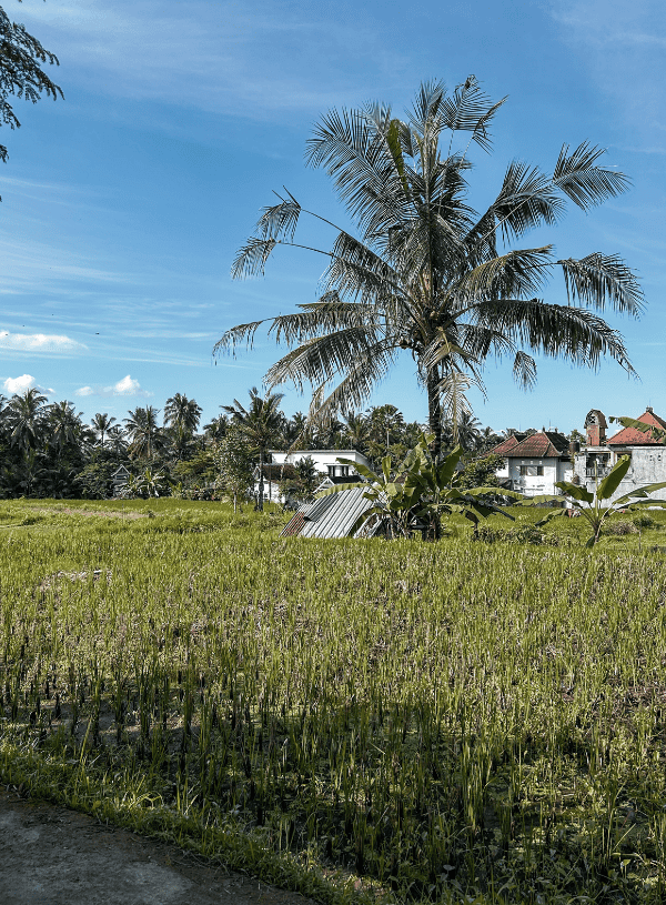 One Day in Ubud: Two Itineraries for Every Kind of Traveler