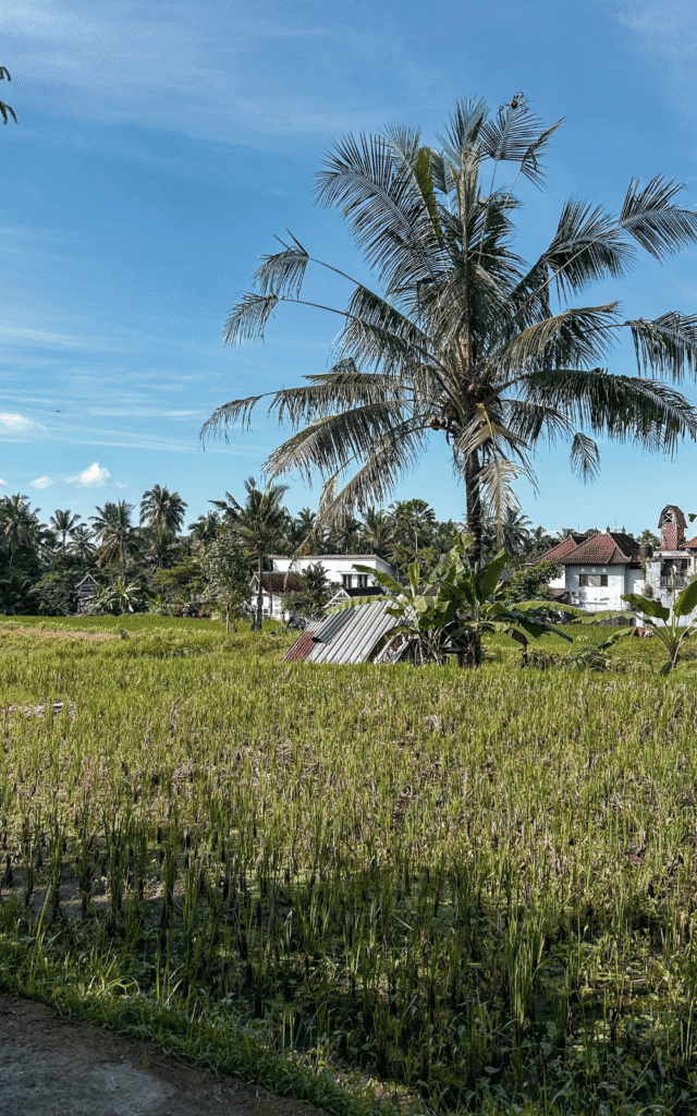 Rice fields in Ubud