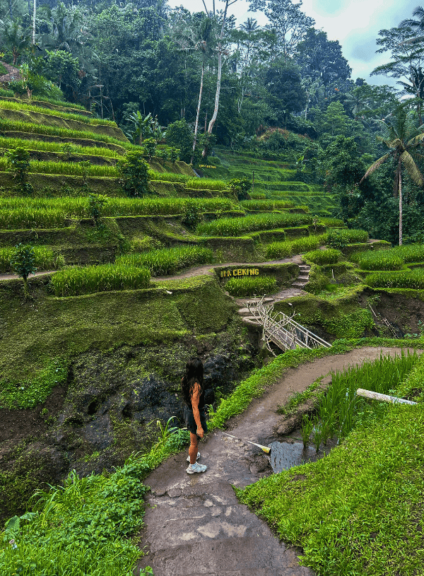 Tegallalang Rice Terraces: Are They Truly Worth Your Visit?