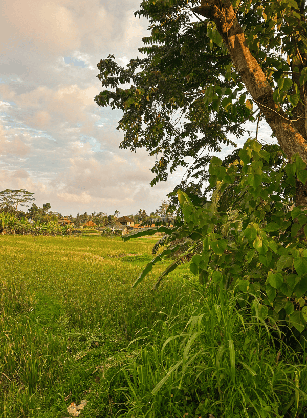 3 Days in Ubud: The Perfect Itinerary for First-Time Visitors