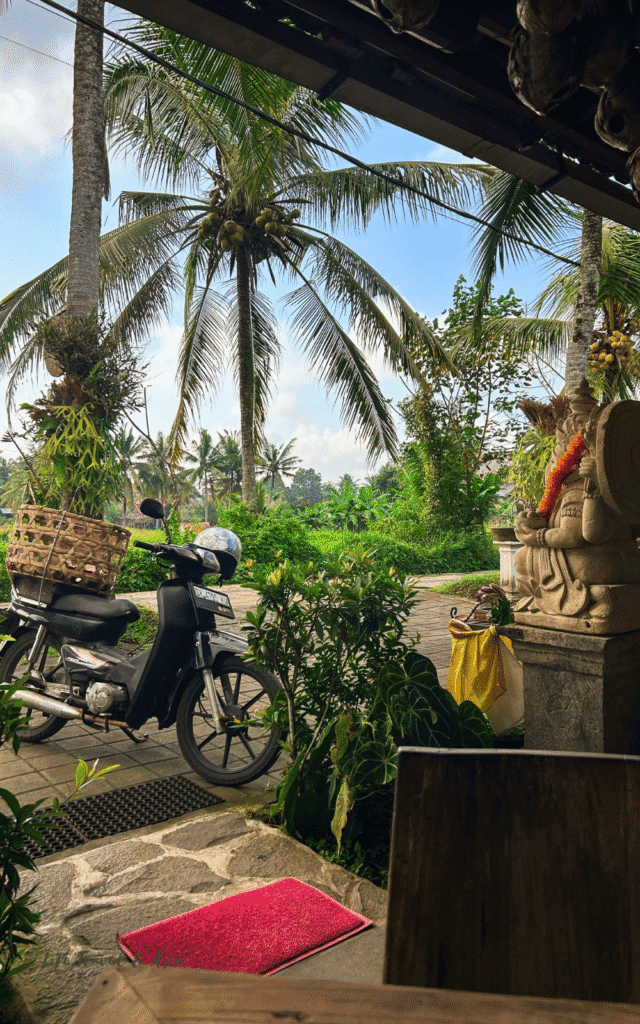 Rice field View from Sweet Orange Warung