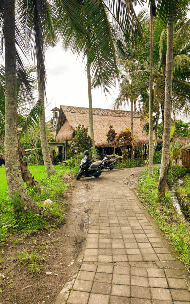 Rice terrace trail leading to Pukako Panini and Coffee