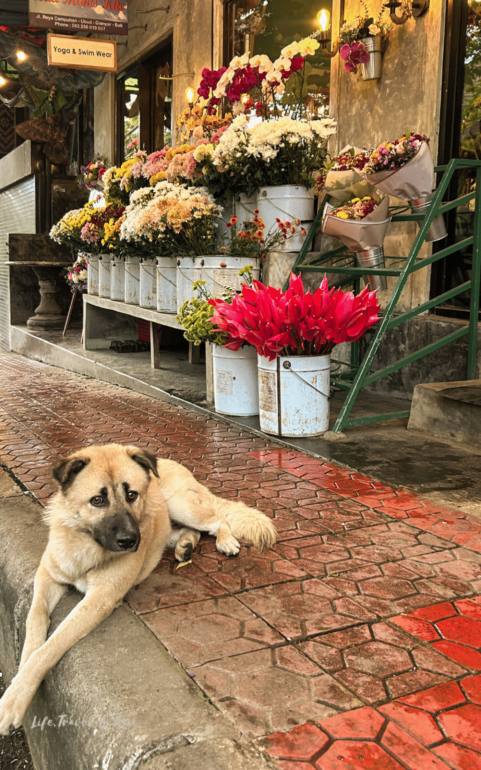 Ubad Rice Self-Guided Ubud Walking Tour: Best Walks, Temples & Rice Fields