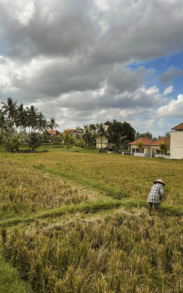 Jl. Kajeng rice fields