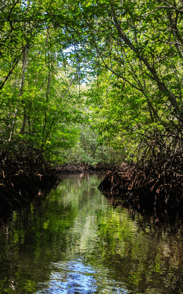 A boat trip around the Mangrove forest is one of the most peaceful activities to plan on a day trip in Nusa Lembongan