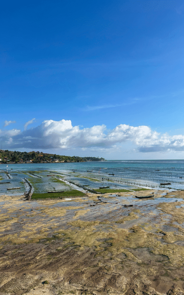 Seaweed farms in the Ceningan Canal