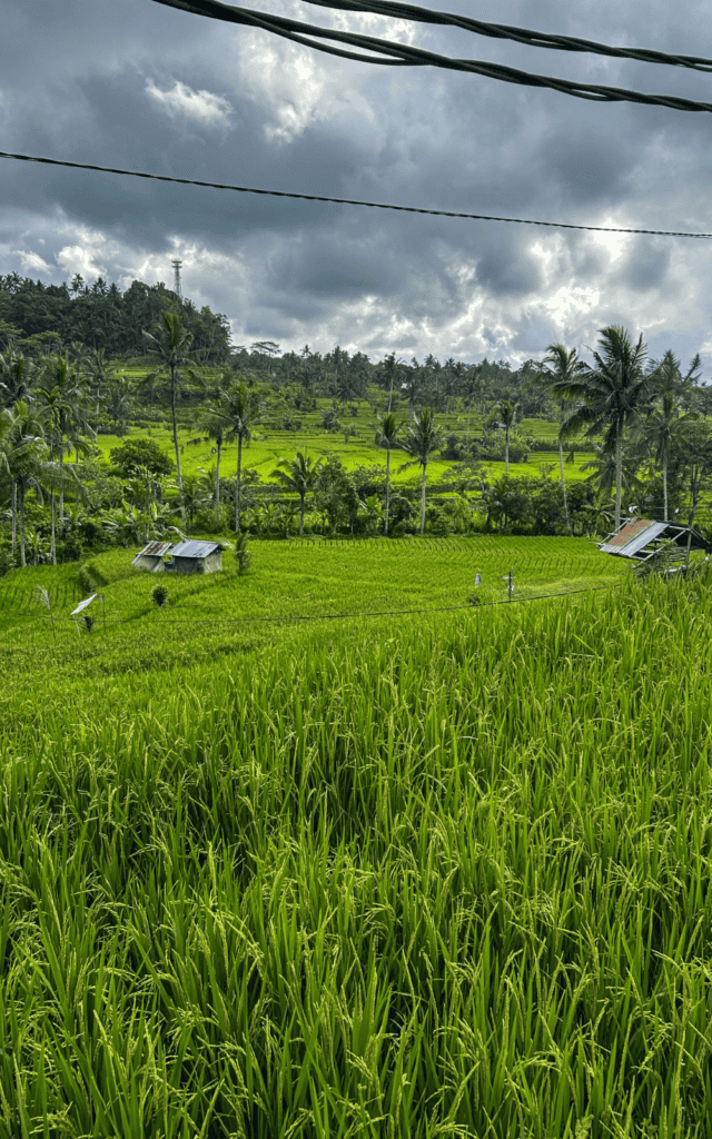 Sibetan rice terraces in East Bali